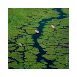 Femme Guerlain Eau De Parfum^Aqua Allegoria Bergamote Calabria