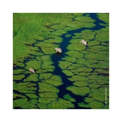 Femme Guerlain Eau De Parfum^Aqua Allegoria Orange Soleia