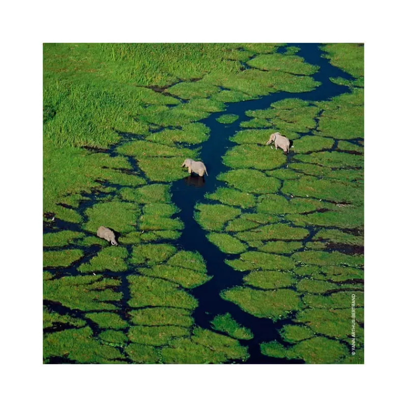 Femme Guerlain Eau De Parfum^Aqua Allegoria Orange Soleia